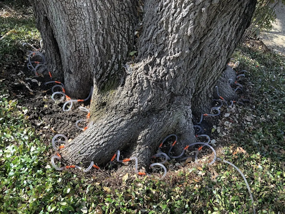 Detailed Tree Cabling and Bracing job site in Bergland