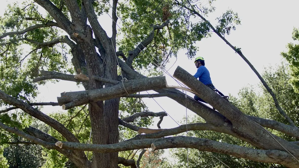 Professional Hazardous Tree Removal performed by certified arborists in Bergland