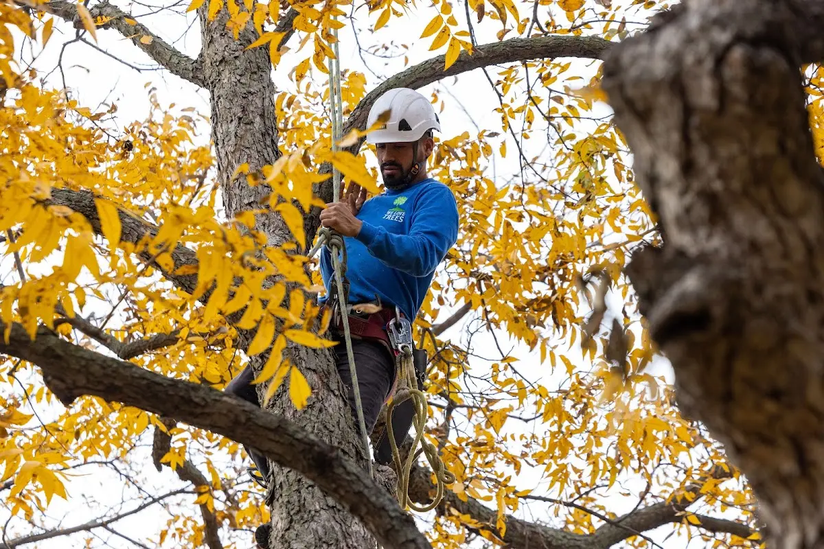 Skilled Tree Trimming crew working in Bergland
